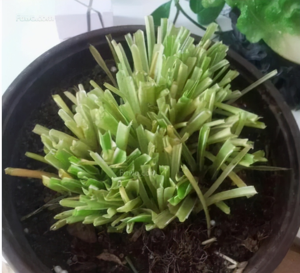 吊兰喜光和喜阴有什么区别,吊兰喜阴还是喜阳如何养护