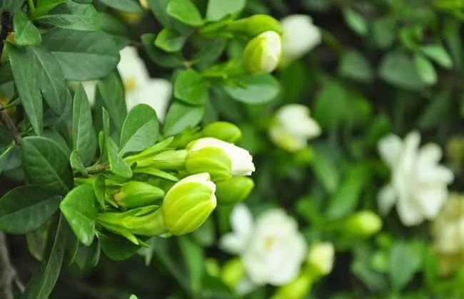 洁白无瑕的栀子花叶子却发了黄，一招防治，效果绝佳