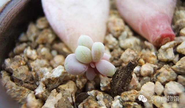 多肉用什么土长得快怎么配土,新手养多肉怎么配土最好