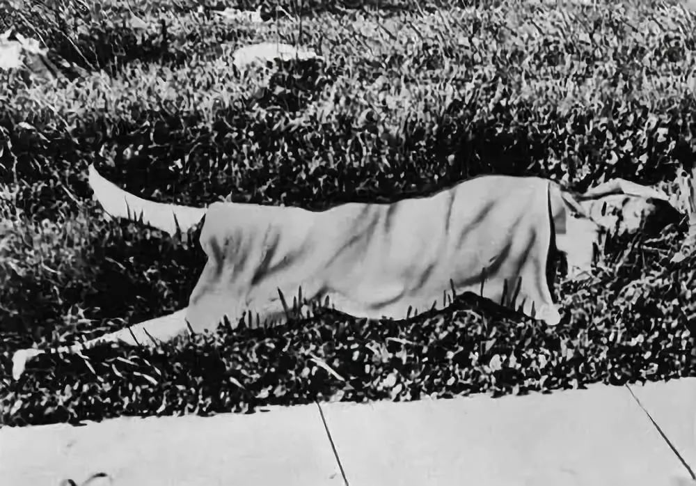 电影杀人案但无法定罪,电影里未破的杀人悬案