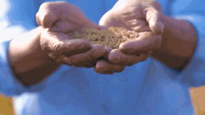 极寒天气农业应对措施,极寒天气对农业危机的影响