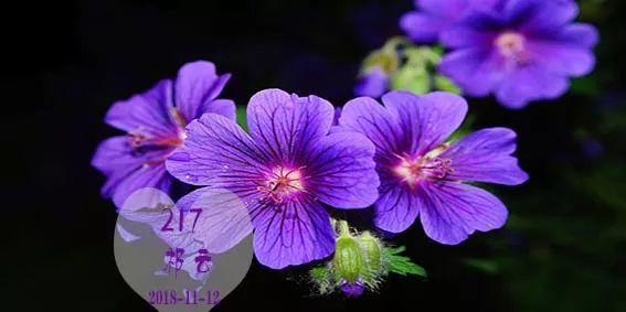 大语文情境下中小学生高分作文系列：写人作文入门模板