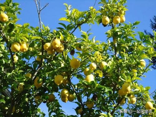 适合室内易养的树,适合家里养的开花的树