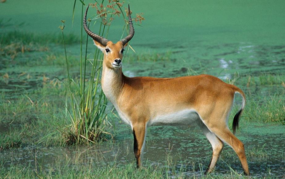 为什么动物都不用吃盐人不吃盐,野生动物没吃盐怎么回事