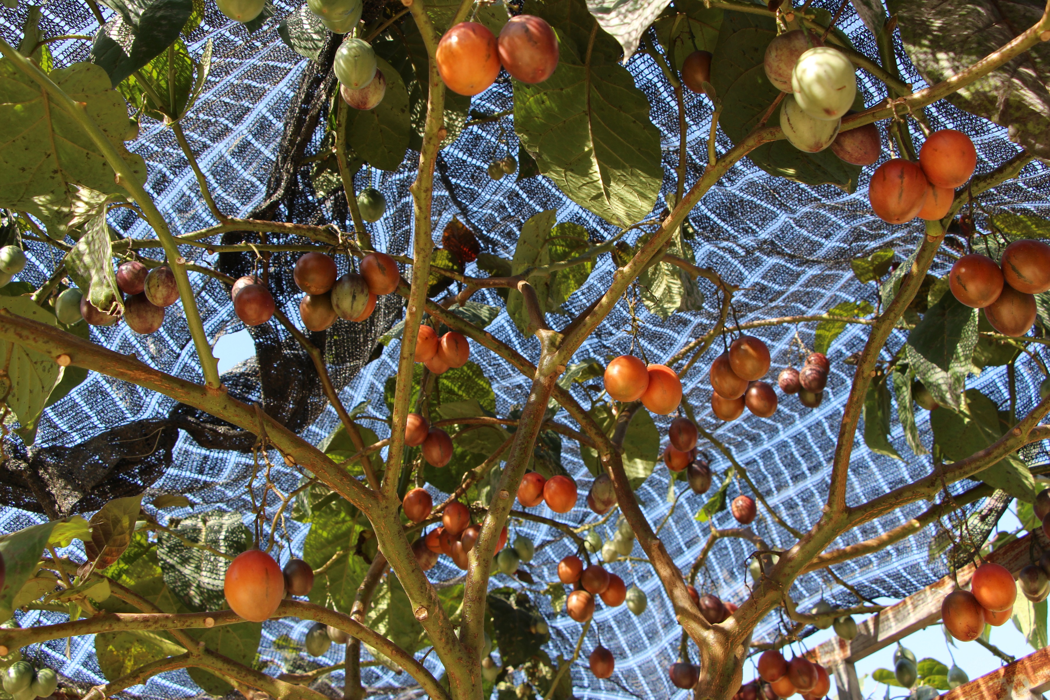 冬天怎么防止番茄冻伤,果树防止倒春寒最好的方法