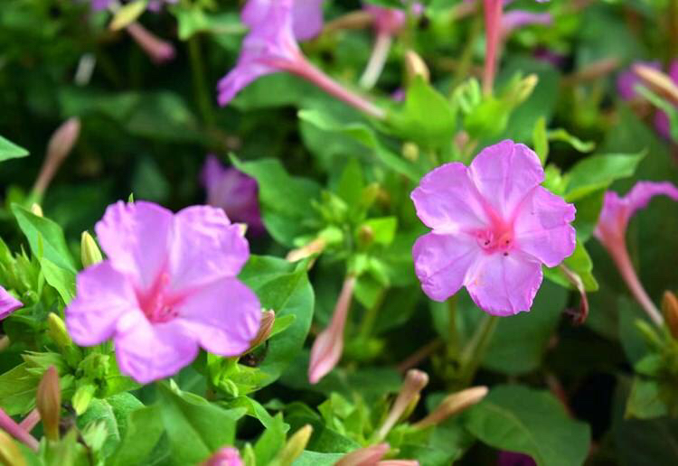 紫茉莉花的生长过程图,紫茉莉花哪个季节最适宜栽培