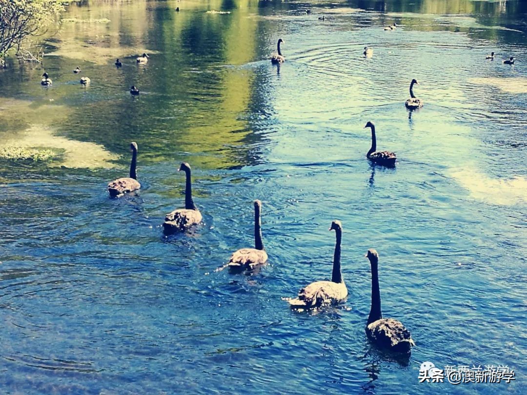 新西兰旅游景点北岛图片大全,新西兰北岛旅游游玩攻略