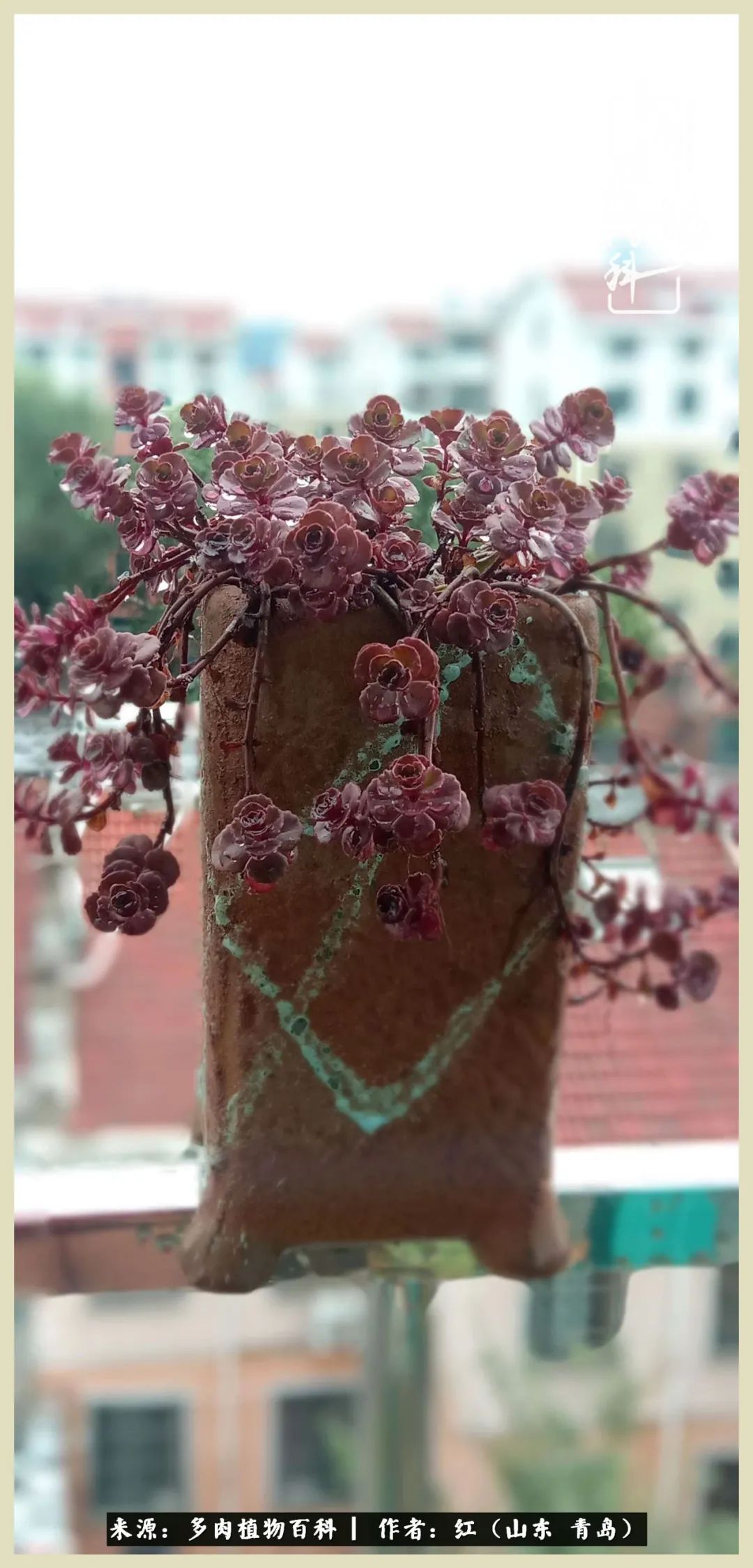 度夏多肉秋天发根,度夏坚强活下来的肉肉们