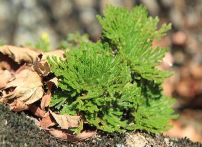 整合——28种青草药,赶快收藏备用!