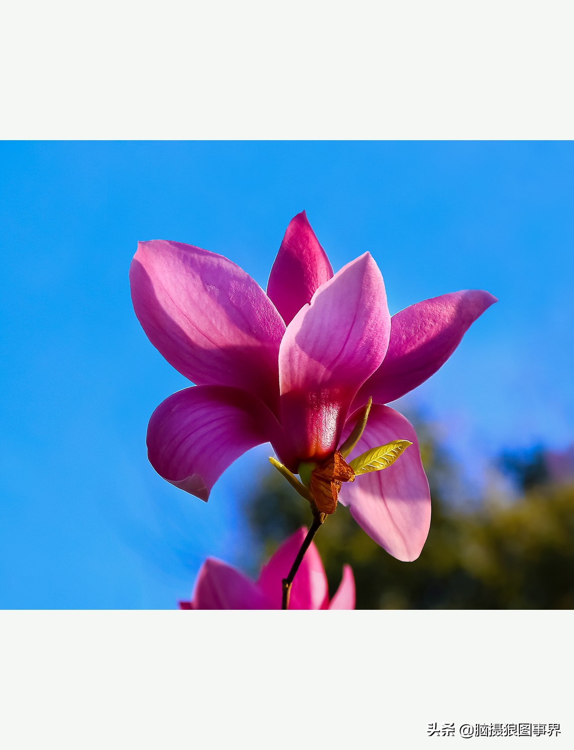 怎么拍摄好看的花和天空,如何拍出好看的天空树叶照