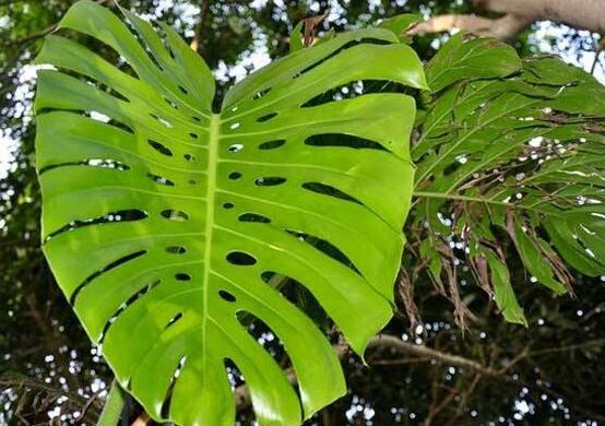 龟背竹烂根怎么快速解决,龟背竹烂根最好的处理方法