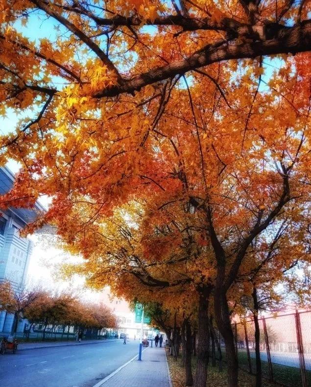 辽宁省内大学排名沈阳医学院,辽宁省沈阳医学院前景