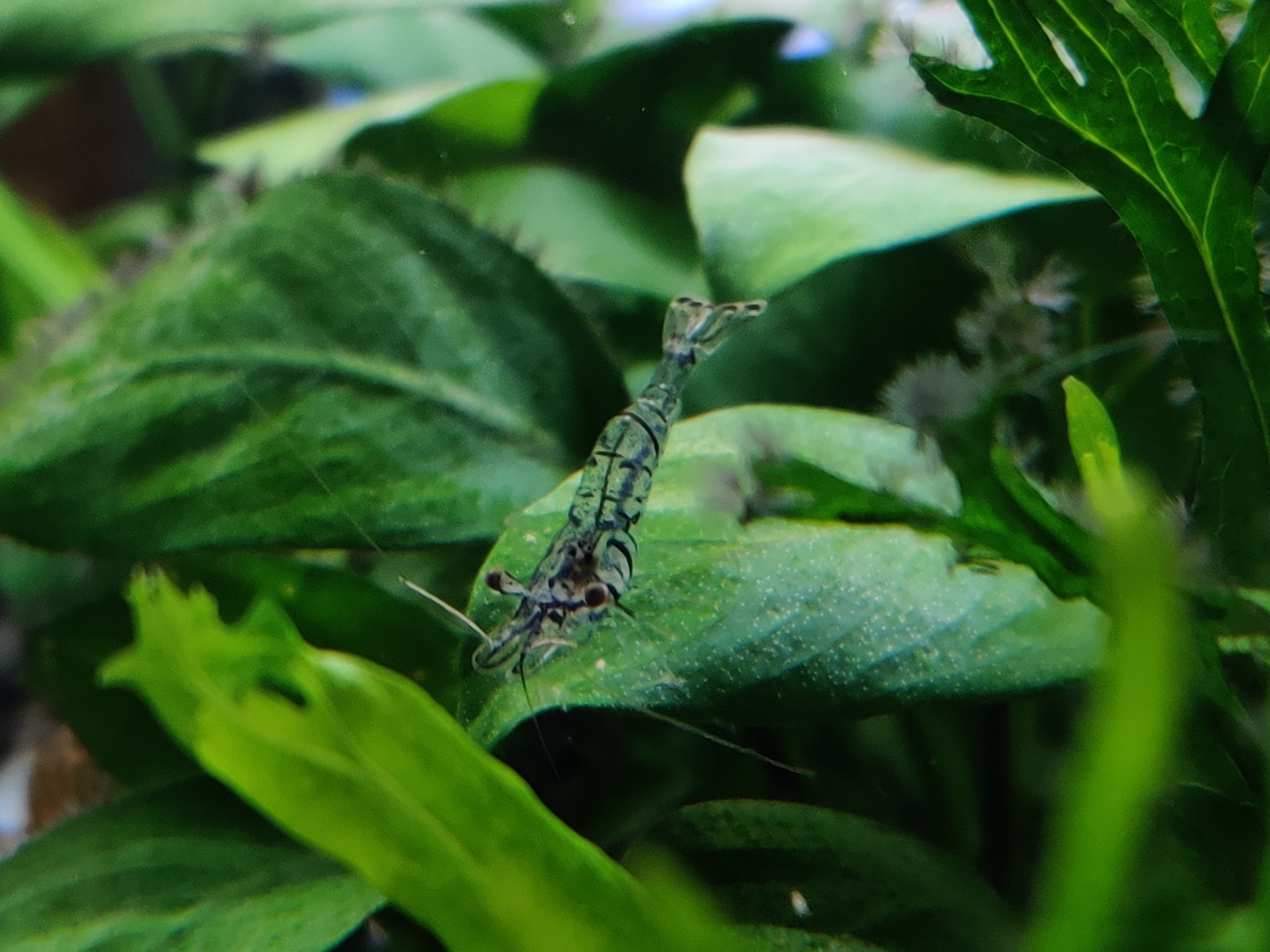 海缸各种藻类及防治,海缸常见10种藻类的解决方法