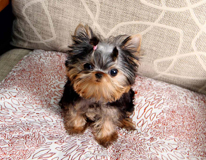 约克夏犬为啥那么多人养,为什么说约克夏是最难养的狗