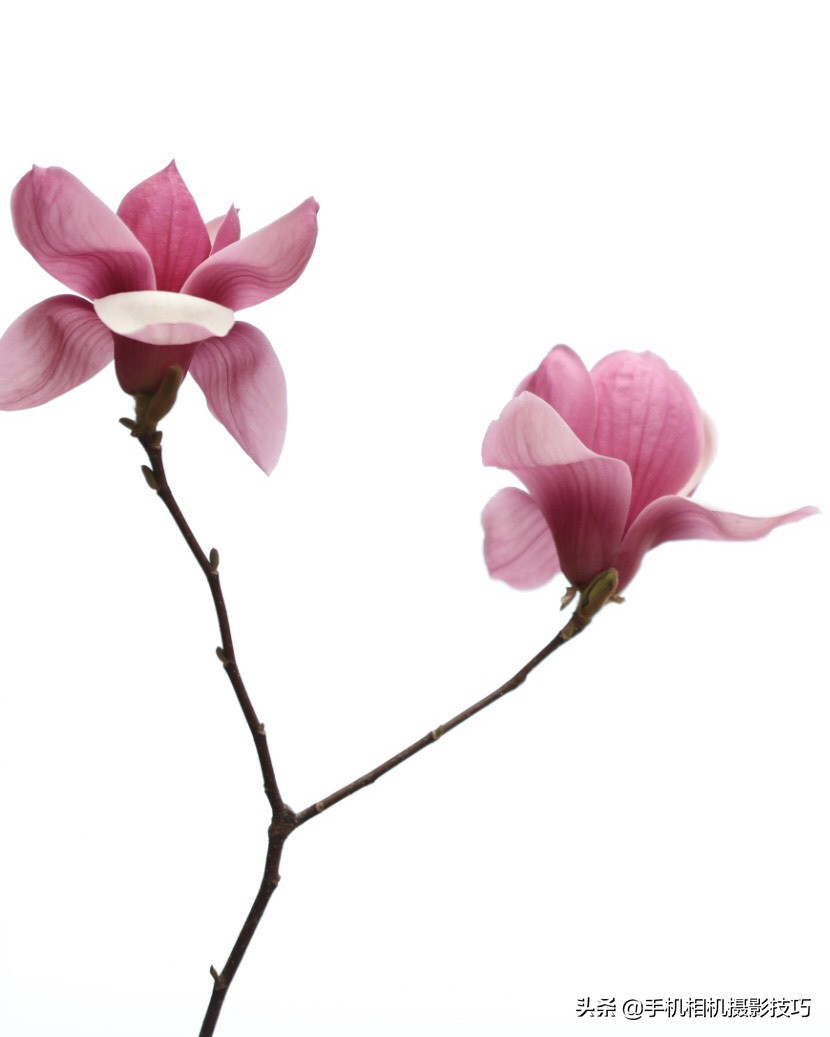 拍花小技巧怎样拍出好看的照片,如何拍花拍出意境