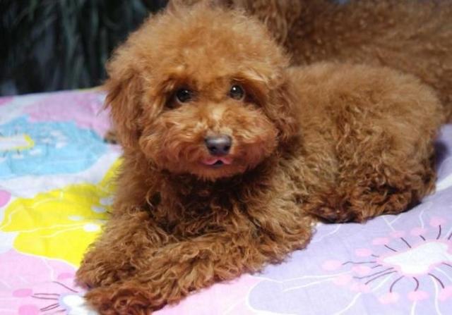 让狗狗长寿的秘诀,让狗狗健康成长三种食物