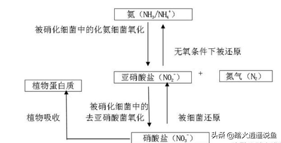为啥别人的鱼缸水那么干净,别人家的鱼缸是什么意思