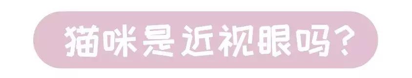 关于猫咪的五官的小知识,科普猫咪有多厉害
