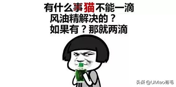 夏季会害了猫的7个行为,夏天对猫咪排泄有影响吗