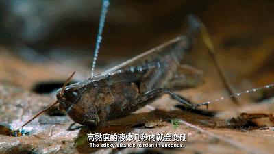 豆瓣9.6！娃刷到停不下来，还能看出人生大道理