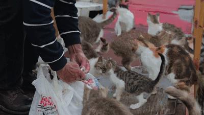 去土耳其当猫好吗,在土耳其做一只幸福的猫