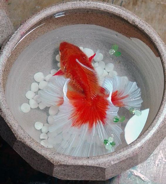 金鱼常见易养品种,什么金鱼好养又容易活