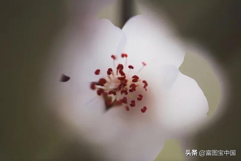 桃花怎么拍才好看,桃花怎么拍摄才能出新意