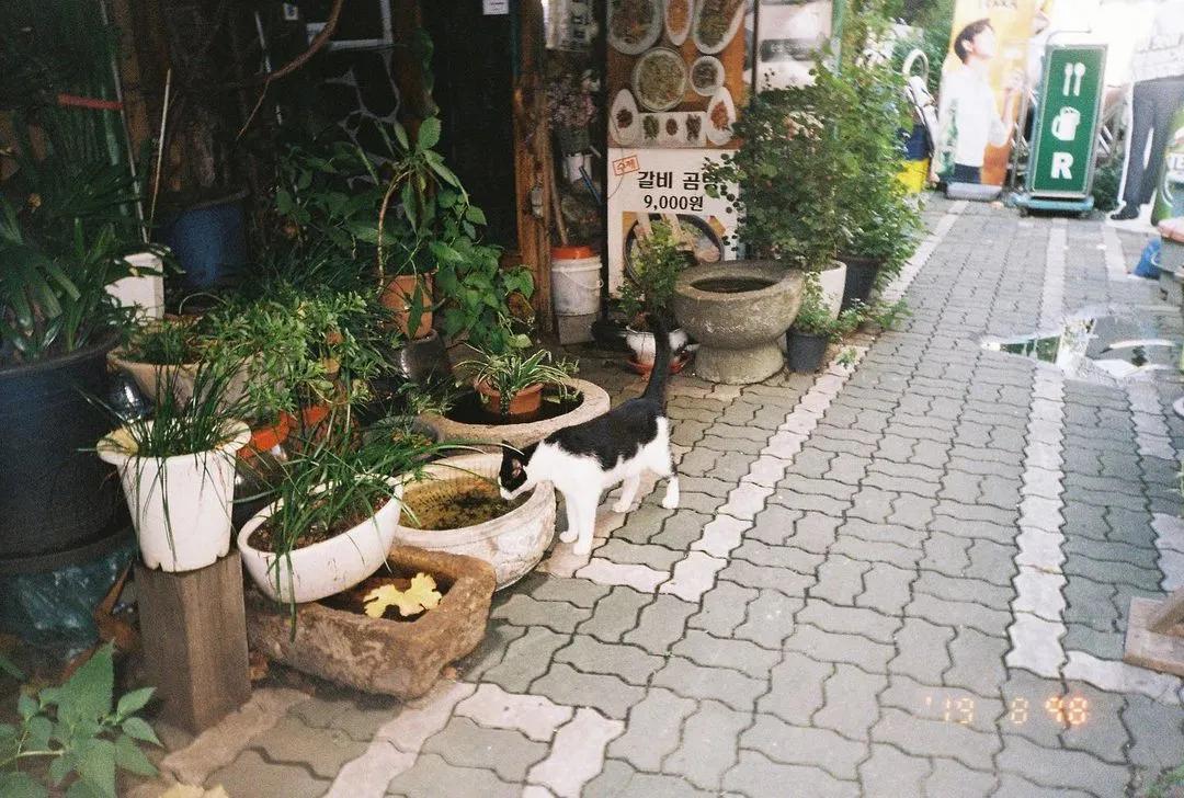 blackpink同款胶卷相机,blackpink同款胶片机