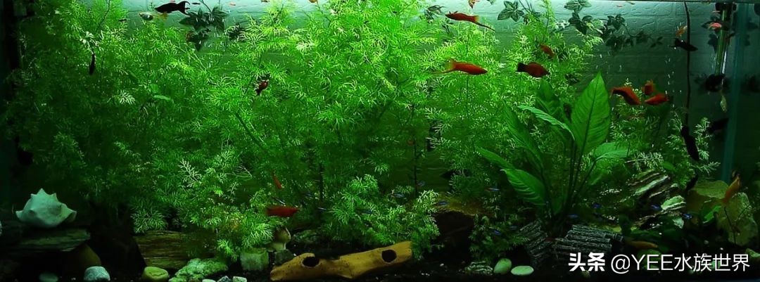 养鱼遇到的问题和解决办法,养鱼太麻烦了