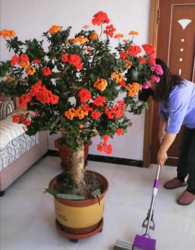 卧室可以养这五种盆栽,大盆栽植物室内旺宅