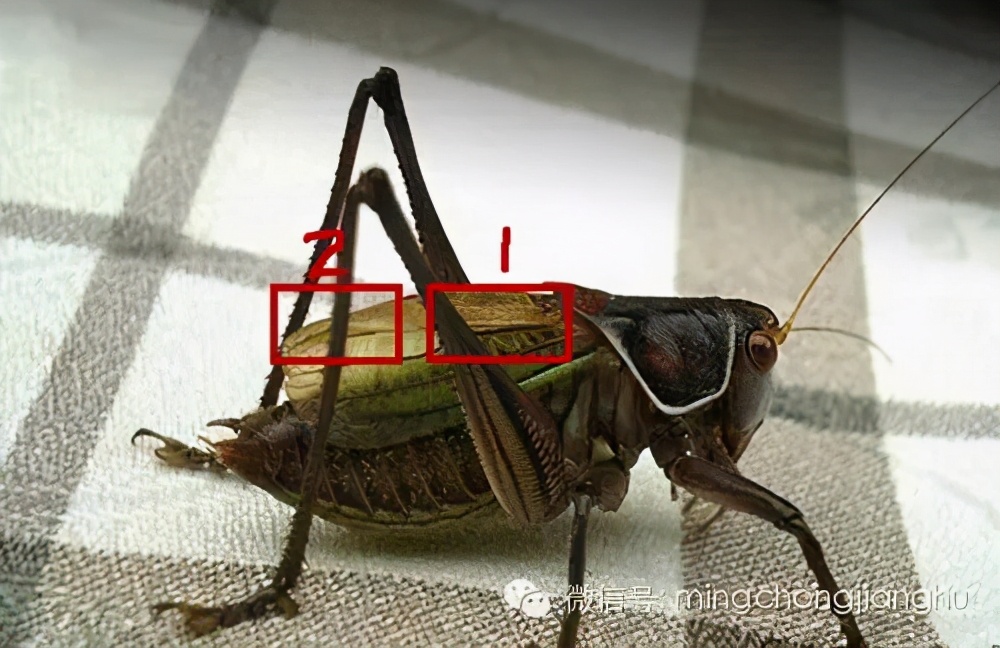 冬蝈蝈怎么挑选,介绍蝈蝈的说明方法