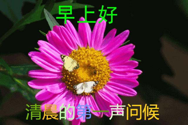 清晨早上好的问候美句配图,早上好问候语美句温馨图片