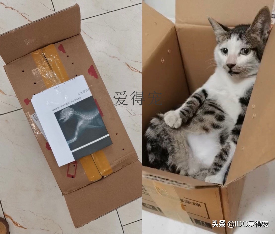 美团外卖员送到缅甸救人,美团外卖骑手救宠物