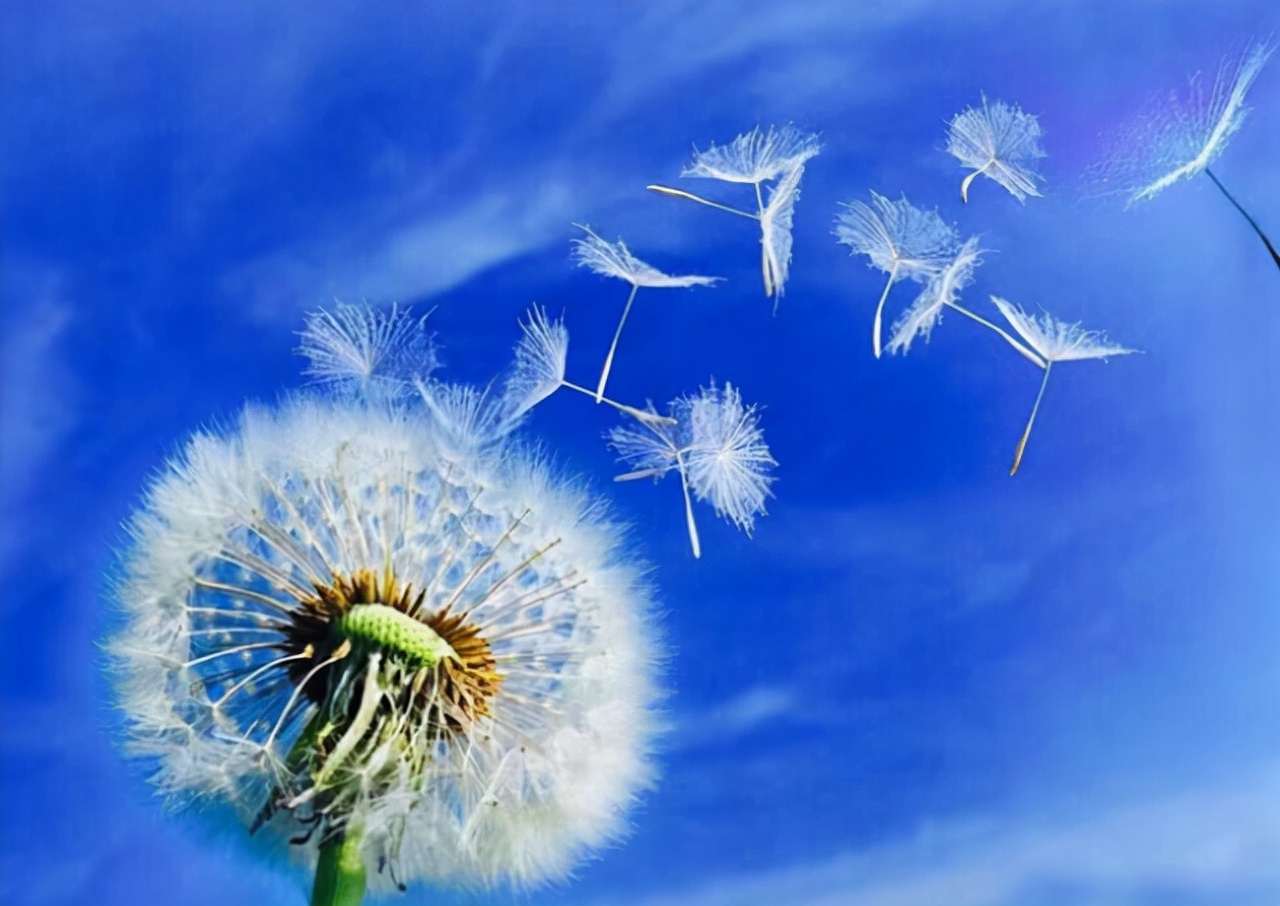 59岁大妈坚持360天喝羊奶,51岁大妈每天喝蒲公英3个月