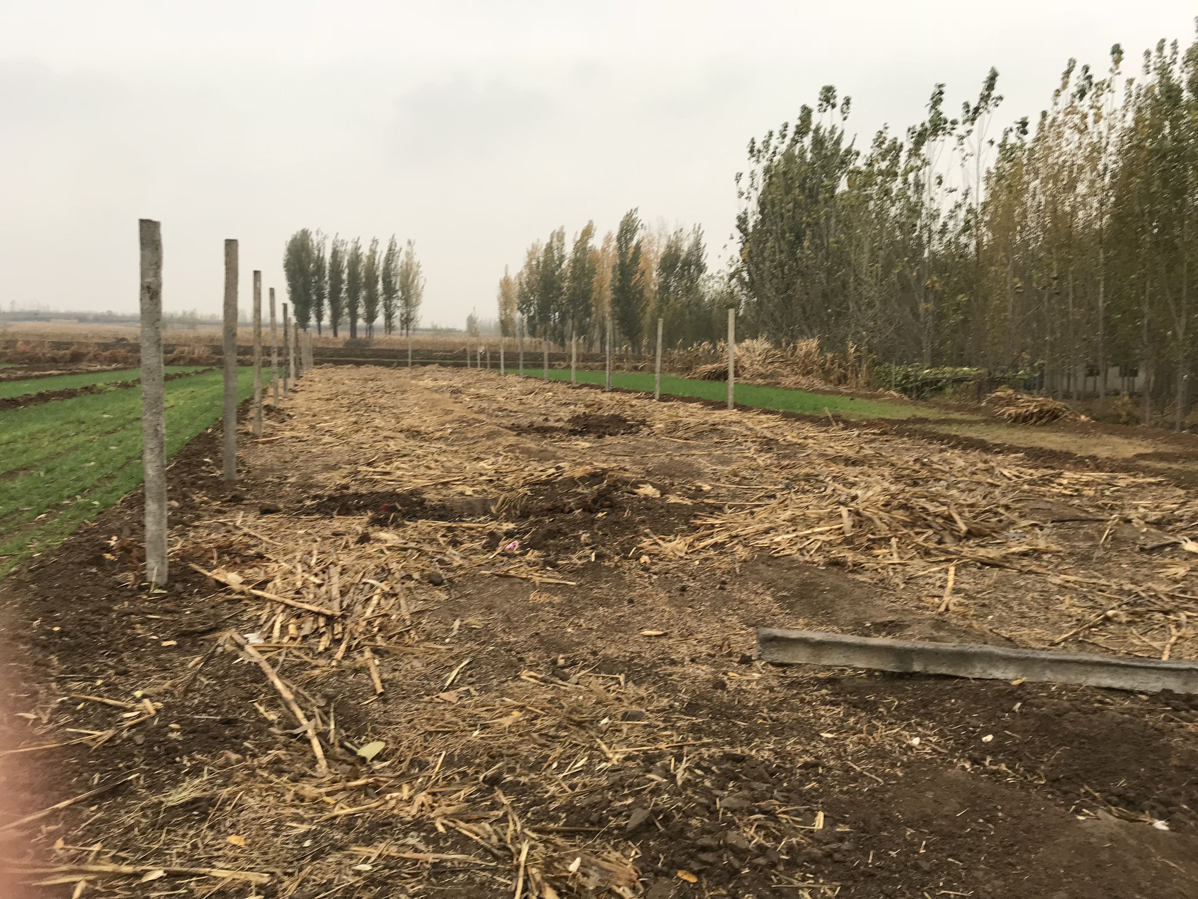 家里有几亩地种什么划算呢,有一亩地种什么省事