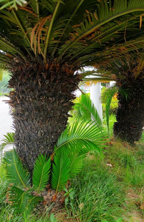 铁树分公铁树母铁树吗,铁树有雄铁树和雌铁树