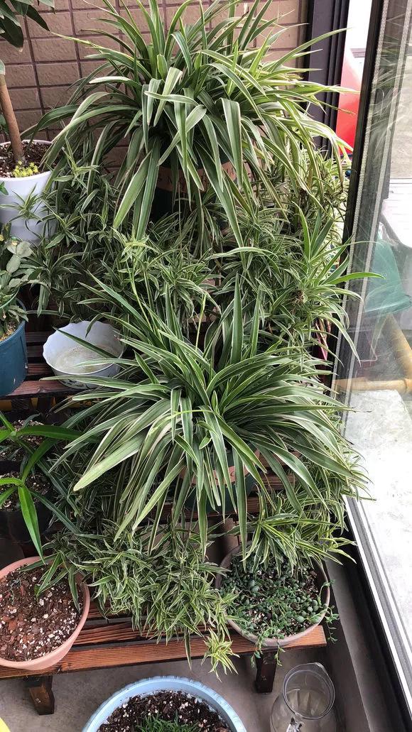 这3种花随便扦插好成活夏天疯长,常见花卉的扦插大法