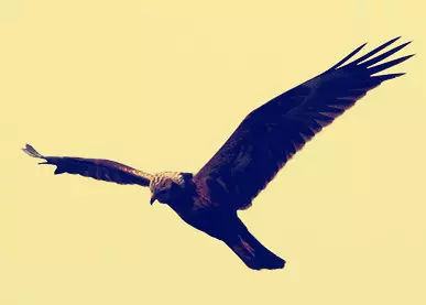 李复祯心意拳传人家谱,李复祯心意拳开膀秘法