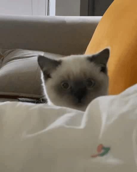 煤老板爆红完整版,煤老板ins