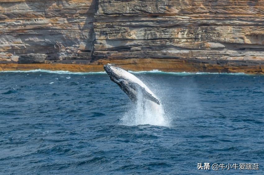 悉尼7日游自由行攻略,澳洲阿德莱德旅游攻略