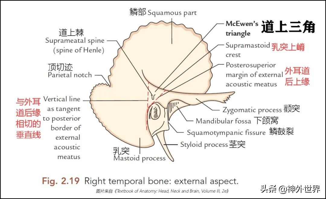 颞骨解剖,颞肌解剖讲解
