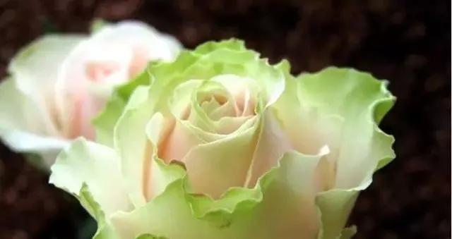 玫瑰花有哪些品种,玫瑰花有哪些品种大全