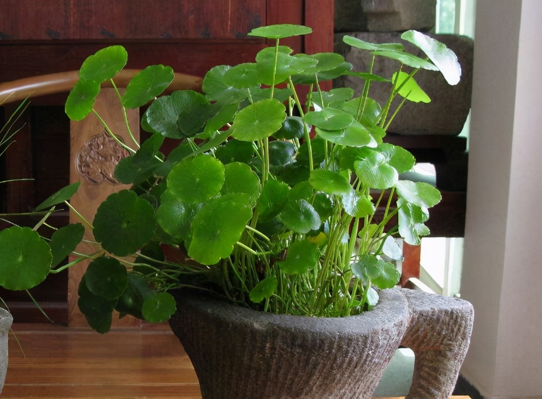 金钱草的种植技术和方法,金钱草种植技术及图片