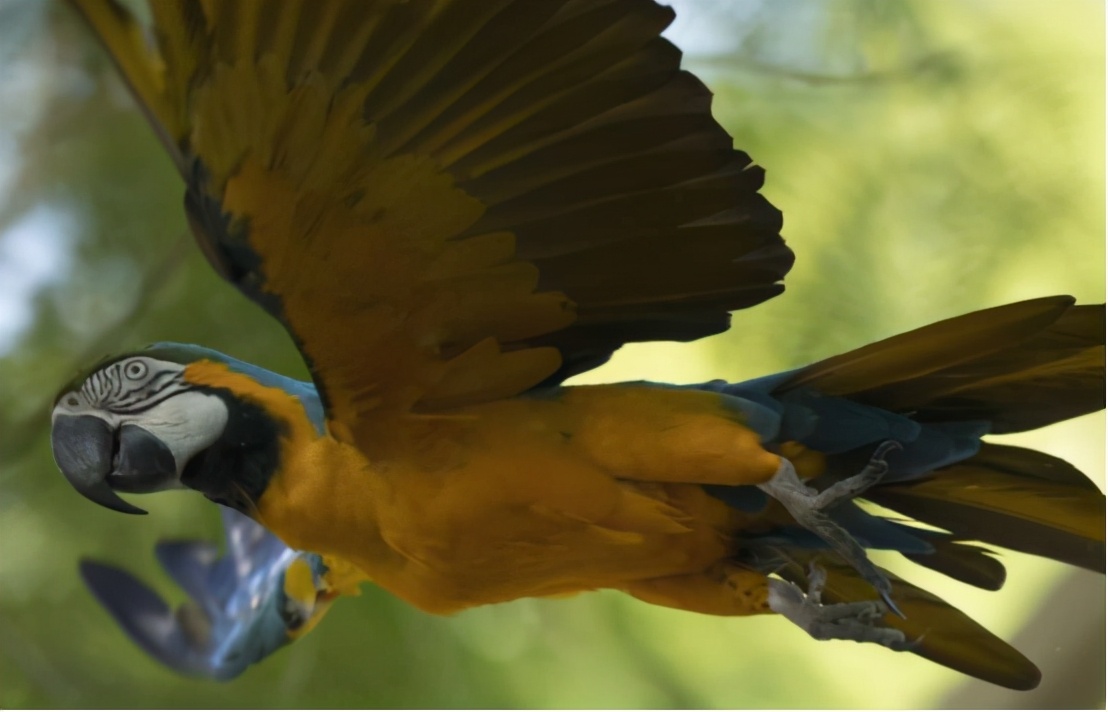 巴西为20岁的野生鹦鹉寻伴侣，巴西仅剩一只，已在灭绝边缘徘徊