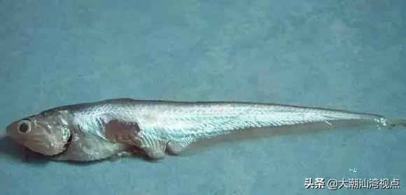 作为潮汕人，这89种海鲜你都能对上号吗