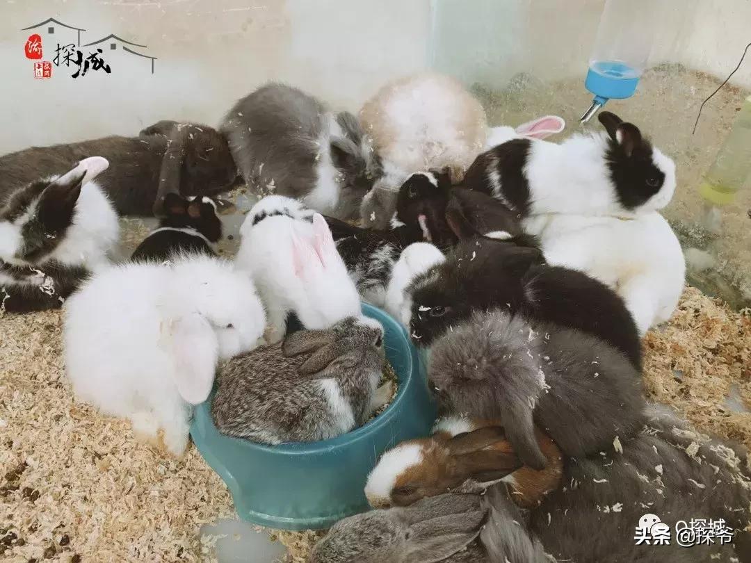 适合遛娃的地方重庆绿色星球,重庆150米神秘花园