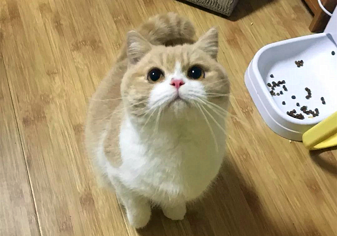 火车托运猫咪可以提前取回家吗 (大巴车托运猫咪需要注意什么)