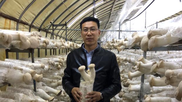 国内自动化蘑菇种植,工厂化种植蘑菇设备技术