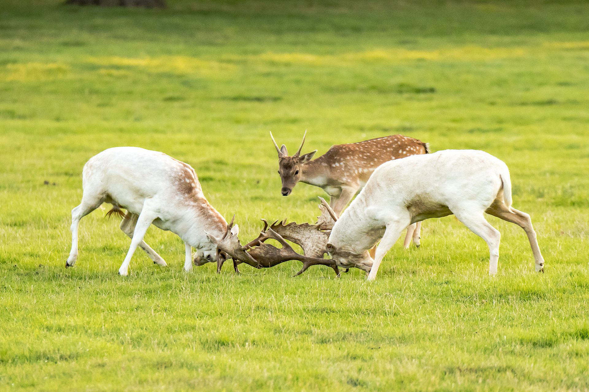 棕熊打各种熊和各种动物画面,动物和熊斗的视频