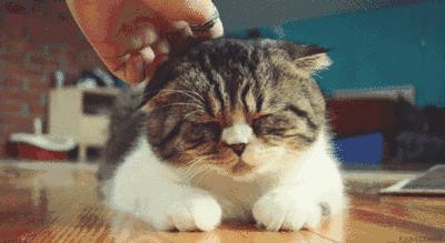 在古代，做猫奴是一种什么体验